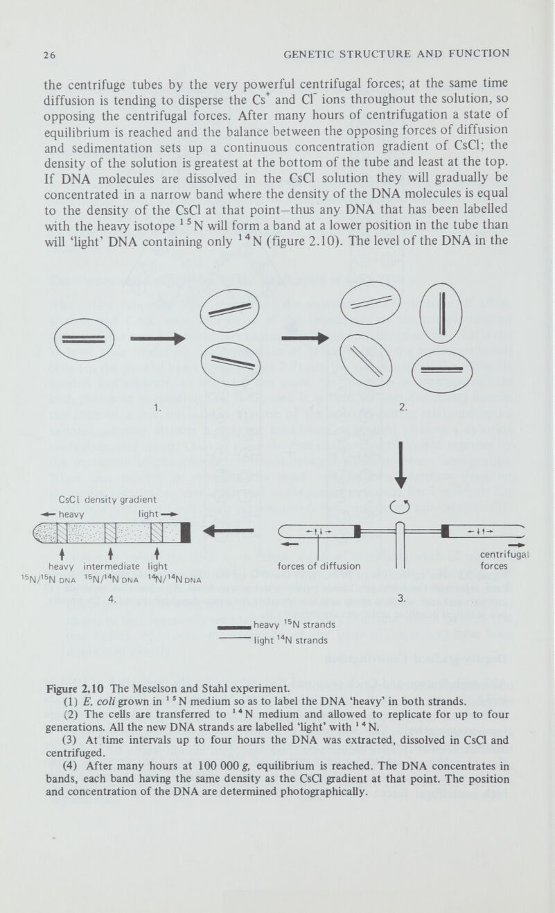 28 GENETIC STRUCTURE AND FUNCTION medium they observed one half of the DNA to be of intermediate density and one half to be 'light' DNA, again as predicted according to a semi-conservative method of replication. In each successive sample the distribution of the DNA was precisely that expected. The demonstration was made even more convincing when they gently heated the 'hybrid' ^^N/^'^N DNA to separate the strands (this is called thermal denaturation) and recentrifuged it; they now observed two bands, one 'heavy' and one 'hght', a convincing demonstration that the first generation hybrid molecules are two-stranded, containing one parental (^^N) and one new N) strand. Discontinuous Replication We are still curiously ignorant as to the events that take place at the point of rephcation, the replication fork. There are two particular problems. One is that the only known enzymes that join together successive nucleotides in replicating DNA, known 2iS DNA-dependent DNA polymerases (usually abbreviated to DNA polymerases) can operate only in the 5' to 3' direction; thus while DNA polymerase could replicate one strand of the duplex strictly according to the direction of replication Figure 2,12 The discontinuous replication of DNA. The two strands of the double helix have partly separated and each is acting as a template for a new daughter strand. The parental (+) strand acts as a template for a continuous new (-) strand synthesised in the 5' to 3' direction. The new (+) strand is synthesised against the parental (-) strand as follows: (1) a short fragment templates against the (-) strand and grows in the 5' to 3' direction; (2) when completed this fragment is enzymatically joined on to the new (+) strand; (3) meanwhile the double helix has further unwound and another fragment is being synthesised, also in the 5' to 3' direction.