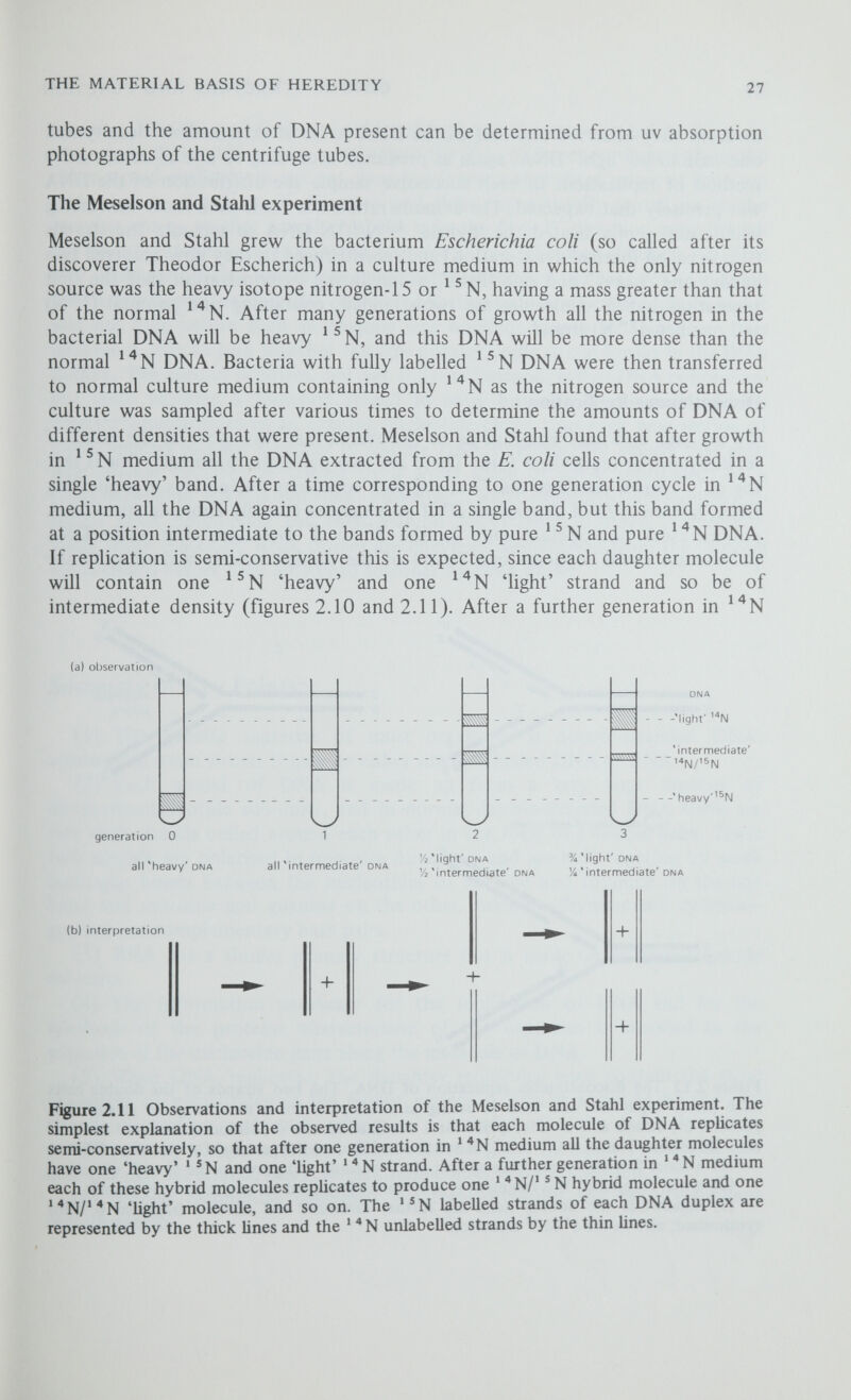 THE MATERIAL BASIS OF HEREDITY 29 model of Watson and Crick it could not replicate the other strand in the same way, since this would involve synthesis in the 3' to 5' direction. Exactly how the other strand replicates is not yet clear, but it seems that short pieces of DNA are templated in the 5' to 3' direction and then enzymatically joined on to the growing chain, so that actual synthesis is in the 5' to 3' direction even though the overall extension of this strand is in the 3' to 5' direction (figure 2.12). This idea of discontinuous replication immediately identified the need for an enzyme which could join together the completed sections of the new DNA chains and it was not long before such an enzyme was isolated; known as DNA ligase, this enzyme is able to join together the free ends of single strand breaks in the DNA duplex. The second problem, not yet fully understood, is that DNA polymerase not only requires a template strand to copy but also it can only add on deoxyribonucleotides to an existing nucleotide chain; thus each new section of DNA appears to need a primer to initiate DNA synthesis. We believe that each new section of DNA is primed by a short piece of RNA, synthesised by a DNA-dependent RNA polymerase, providing a short ribonucleotide sequence to which DNA polymerase can then add on deoxyribonucleotides. Presumably, these short pieces of RNA primer are enzymatically cleaved from the growing DNA chains before they are joined together by DNA ligase. Summary of Key Points (1) The genetic material of most organisms is double-stranded DNA, although in some viruses it may be either single-stranded DNA or RNA. (2) Each strand of DNA is made up from a very large number of deoxyribonucleotide sub-units, and in normal double-stranded DNA there are two such strands coiled around each other in the form of a double helix. These two strands are polarised in opposite directions and are held together by weak hydrogen bonds between the nucleotides of adenine and thymine on the one hand and cytosine and guanine on the other. Adenine-thymine and cytosine- guanine are complementary base pairs. (3) RNA has a similar primary structure but is made up of ribonucleotide subunits. (4) The information necessary for the replication of DNA and for the synthesis of the proteins characteristic of the organism is encoded in the sequence of the nucleotide pairs along the molecule of DNA. (5) When DNA repHcates, the daughter molecules must contain the same sequences of nucleotides as the parent molecule. This is achieved by the two strands separating and each acting as a template for the formation of a complementary daughter strand. Thus each daughter molecule consists of one new and one old strand; this is termed semi-conservative replication. (6) Special techniques described are transformation and density-gradient centrifugation.