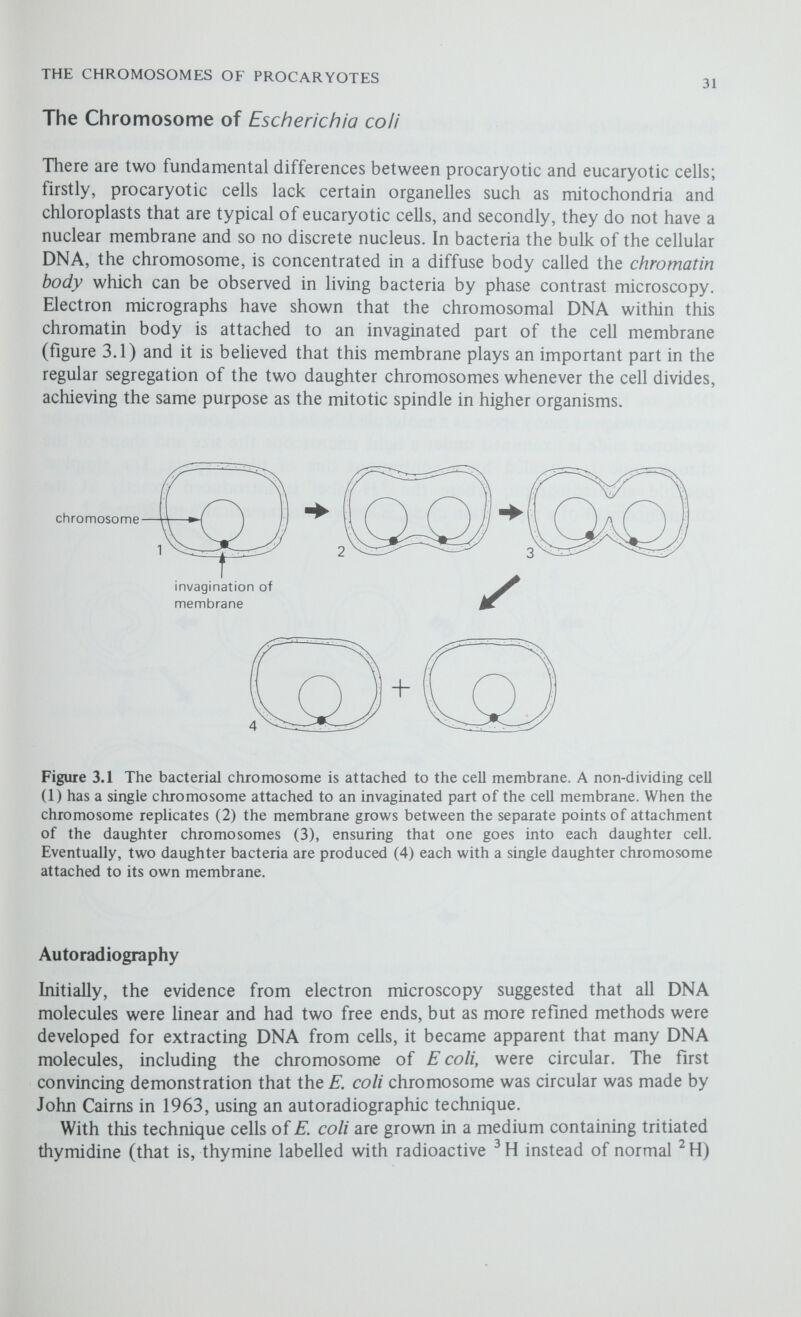 THE CHROMOSOMES OF PROCARYOTES 33 The shapes of the autoradiographs made by Cairns clearly show that the chromosome is circular and that when it replicates it spHts into two halves, while the grain densities show that each molecule is two-stranded and so a duplex of DNÀ. Cairns noted that in each rephcating molecule, like the one shown in figure 3.2, the unreplicated section (CBA) was labelled in one strand only so that the parental duplex must have had one 'hot' and one 'cold' strand; since one daughter duplex was labelled in only one strand (CEA, 'hot'/'cold') while the other was labelled in both strands (CDA, 'hot'/'hot') replication must have occurred by a semi-conservative mechanism with the strands separating at each point of replication. Cairns correctly deduced that each successive repHcation cycle commenced from a fixed initiation point but he incorrectly concluded that the chromosome replicates in one direction only. Several experiments have since demonstrated that in E. coli. Salmonella typhimurium and Bacillus sub tills the chromosome replicates simultaneously in both directions, although they do not Figure 3.3 Unidirectional and bidirectional replication. In a population of rapidly growing bacteria the replication forks are randomly distributed around the chromosomes; thus while the vast majority of the cells will have replicated genes close to the initiation point, i, only a few will have replicated the genes most remote from i. If there is unidirectional replication (a) in a clockwise direction A wiU be the most frequent gene in the population, L the least frequent, with a gradient of decreasing frequency for the intermediate genes. If there is bidirectional replication (b) there will be two such gradients, from A to F and from L to G. Note also that with unidirectional replication there is close linkage between the most and the least frequent genes; this is not so with bidirectional replication.