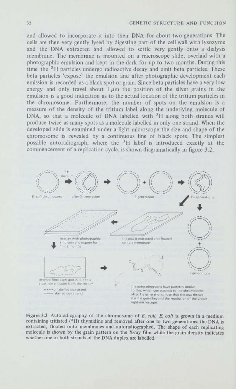 34 GENETIC STRUCTURE AND FUNCTION exclude the possibility that some chromosomes in a population replicate unidirectionally. The chromosomes of the bacteriophages T4, T7 and X have also been shown to rephcate bidirectionally. Millicent Masters and Paul Broda (1971) used a genetic method to demonstrate bidirectional replication. The time required to replicate the bacterial chromosome is equal to the generation time of the cell so that in a growing population nearly every chromosome is in the process of replication; since every chromosome commences to replicate at an initiation point (i) most of the cells will have replicated genes close to i but only a few, those at the end of a replication cycle, will have replicated genes remote from i, so that the closer (a) unidirectional replication ' Ч (b) bidirectional replication unlabelled dna strand •ч- low activity H label high activity label Ч, ,•' (c) observed autoradiographs Figure 3.4 Autoradiography of the E. coli chromosome. Cells were labelled with low-activity tritiated thymidine at the commencement qf a replication cycle, and just before the end of the first replication cycle (small arrows) were transferred to high-activity medium. After a further short period the chromosomes were examined by autoradiography. If there is unidirectional replication (a) the terminus of the first replication and the initiation point (i) of the second rephcation will coincide and there will be a single replication fork (open arrows). If there is bidirectional replication there will be two replication forks (b), remote from the terminus of the first replication. The observed autoradiographs (c) are in agreement with bidirectional replication. Note that only one of the two daughter molecules of the first replication is shown.