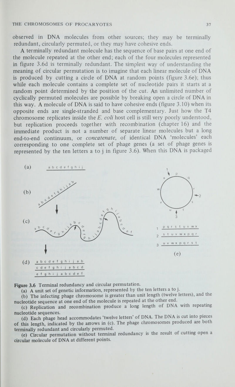 THE CHROMOSOMES OF PROCARYOTES 39 Circular Permutation and Terminal Redundancy To demonstrate that the T2 chromosome is circularly permuted, Charles A. Thomas denatured a population of chromosomes and aUowed them to reanneal. If only one molecular species of DNA were present, annealing would reform the original duplices and only rod-shaped molecules would be produced; but if the chromosomes were circularly permuted then the complementary regions of two circularly permuted strands can anneal (figure 3.8) producing a molecule with TATGGACTCG ATACCTGAGC GGACTCGTAT CCTGAGCATA heat TATGGACTCG ATACCTGAGC -h GGACTCGTAT ^ CCTGAGCATA4 cool gently TATGGACTCG CCTGAGCATA Figure 3.8 The circular permutation of T2 chromosomes. The denaturation and re- naturation of identical DNA molecules will only produce linear molecules similar to those denatured (as in figure 3.7); the denaturation of a population of circularly permuted molecules will produce hybrid molecules with single-stranded base complementary ends. These ends can form base pairs, so producing circular molecules. single-stranded and base complementary end; these ends could then unite to form a circular molecule. When Thomas examined the renatured DNA under the electron microscope he observed these circular molecules. The demonstration of terminal redundancy was even simpler; molecules of T2 DNA were treated with exonuclease III which attacks both strands of the DNA duplex from the 3' ends (figure 3.9) leaving short single-stranded extremities. If the molecules are terminally redundant, but not otherwise, these single-stranded extremities will be base complementary and the molecules will circularise. Once again Thomas was able to detect circular molecules. Thus the chromosome of T2 is both terminally redundant and circularly permuted.