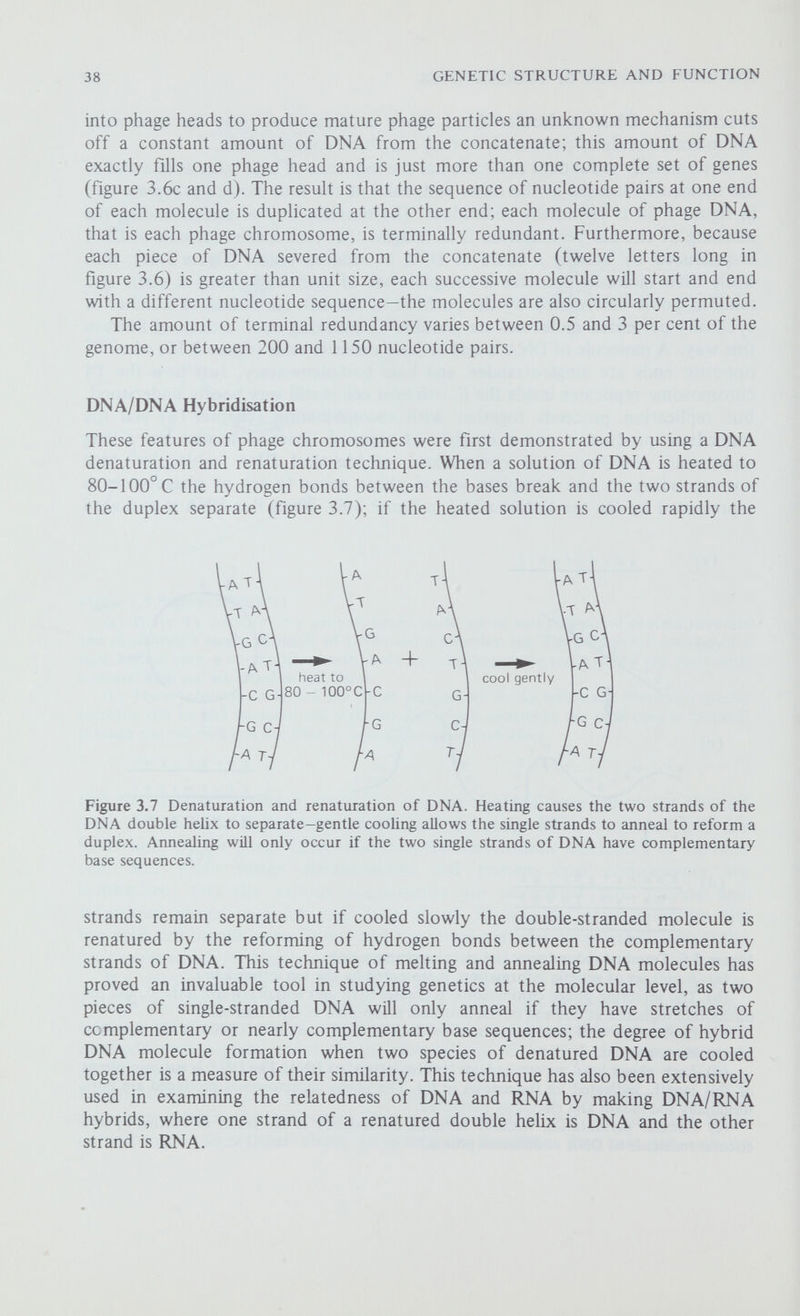 40 GENETIC STRUCTURE AND FUNCTION Figure 3.9 The demonstration of terminal redundancy. Exonuclease III degrades each strand of the DNA duplex from the 3' end. The single-stranded ends will be base complementary and circularise only if the molecule is terminally redundant. Cohesive Ends In phage X (lambda) and some other temperate phages the DNA comprising the chromosome can exist either as a linear or as a circular molecule. The DNA isolated from intact phage particles, or from a host cell in which the phage DNA is rephcating, is always linear, yet it is circular when isolated from a newly infected bacterium (see chapter 9). Thus there must be some molecular mechanism which enables the interconversion of linear and circular molecules; cohesive ends are the basis of this mechanism. Cohesive or 'sticky' ends are single-stranded ends to a molecule of DNA which have complementary nucleotide sequence (figure 3.10). In Л these ends are twelve nucleotides long nicking enzyme DNA ligase И covalently closed circle 1. GGGCGGCGACCT 5' 5' CCCGCCGCTGGA 3x10® nucleotide pair Figure 3.10 The cohesive ends of phage \. The extremities of the linear chromosome have single-stranded base complementary ends (l)-these sticky ends can anneal to form a circular DNA duplex (2) and the gap can be sealed by DNA ligase to form a covalently bonded circle of DNA. The diagram shows the actual sequence of nucleotides in the sticky ends.