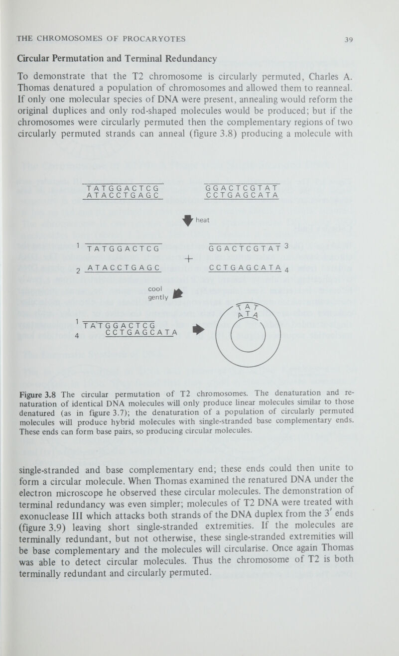 THE CHROMOSOMES OF PROCARYOTES 41 and the exact sequence of nucleotides in them is known. Thus at any time the molecule can circularise simply by the pairing of the complementary bases, and the gaps can be sealed by an enzyme (DNA ligase) to form an intact or covalently bonded circle. Linear molecules are formed from circles by the reverse process, similar except that both strands of a covalently bonded molecule must be 'nicked' by a specific enzyme before the strands can separate. The Chromosome of X174—A Phage with Single-Stranded DNA XI74 is one of the smallest known viruses (about 20nm in diameter) and its structure is more typical of some small plant and animal viruses than of a phage. It has no tail and its polyhedral coat comprises twelve identical tubular subunits. The chromosome is one circular molecule of single-stranded DNA only 5000 nucleotides long (about 1.7 ^im). This DNA, because it is single-stranded, has several properties not characteristic of normal double helical DNA; for example, since the bases are unpaired there are not equivalent amounts of A and T and of С and G, and it is particularly sensitive to reaction with formaldehyde. The discovery of this single-stranded DNA by Robert L. Sinsheimer in 1959 immediately raised the question how it replicates—does it act as a template for the synthesis of more identical strands, or does it first serve as a template for a complementary strand, so forming a double helix? The answer was soon forthcoming from studies on the in vitro synthesis of X174 DNA. The Enzymatic Synthesis of DNA The in vitro synthesis of DNA was pioneered by Arthur Kornberg and his co-workers in 1956. They found that they could synthesise limited amounts of DNA in a synthetic system containing: (i) the four deoxynucleoside ir/phosphates, dATP, dGTP, dCTP and dTTP; (ii) the enzyme DNA polymerase, purified from cell-free extracts of E. coli—this enzyme was the first to be discovered that is involved in DNA synthesis and it extends nucleotide chains in the 5' to 3' direction by forming the 3'-5' phosphodiester bonds; (iii) Mg^^ ions; and (iv) a high molecular weight DNA template. Several lines of evidence strongly suggested that this synthesis was not just a random polymerisation of the nucleotides present in the reaction mixture but rather was a replication process, accurately copying the template DNA. First, no DNA could be synthesised if the template DNA was omitted; second, provided that all the four nucleotide triphosphates were present their relative concentrations had no effect on the composition of the product DNA; third, although it was not possible to determine the nucleotide sequences of high molecular weight DNA the available evidence indicated that the template and the product DNA were probably identical—for example, the relative frequencies of A-T and C-G base pairs were always identical in the template and in the product, irrespective of the source of the template DNA (table 3.2).