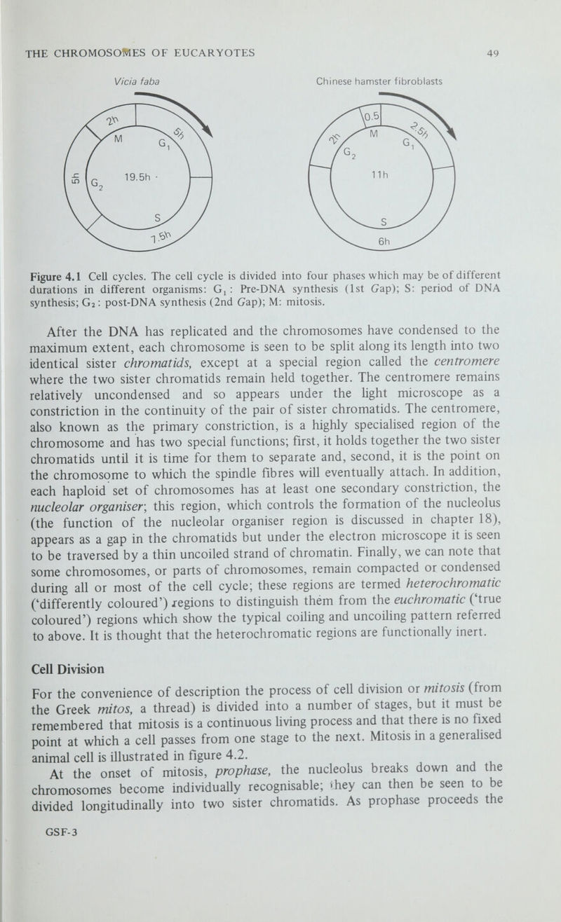 THE CHROMOSOMES OF EUCARYOTES 51 Figure 4.3 Mitosis in Crepis capillaris (Hawk's Beard) (a) Prophase The nucleus at the left is in early prophase and the chromosomes have started to condense but are not yet individually recognisable. The nucleus at the right shows a later stage with the chromosomes more fully contracted and clearly seen to be divided along their length into two chromatids. (h) Metaphase The mitotic spindle has formed (this cannot be seen) with the poles at 11 o'clock and 5 o'clock and the six chromosomes are orientated on the metaphase plate. The chromosomes are attached to the spindle fibres by their centromeres, seen as small constrictions near the inner ends of the chromosomes. (c) Anaphase The centromeres have divided and a set of six daughter chromosomes is moving towards each of the poles of the spindle. (d) Telophase The sets of daughter chromosomes have congregated at the poles of the spindle and have started to despiralise. It is at this stage that the nuclear membrane re-forms, a new cell wall is laid down and the nuclei re-enter the resting stage. The lower nuclei, with a granular appearance, are in resting stage. [The author is most grateful to Dr Neil Jones for making these preparations and photographs.] chromosomes continue to condense with the sister chromatids still held together by the centromeres. Meanwhile the two centrioles have moved to opposite sides of the nucleus where they form the poles of the mitotic spindle, a very important structure that ensures the regular segregation of the daughter chromosomes. At the end of prophase the nuclear membrane breaks down and the spindle forms by a number of very fine microtubules being rearranged in the