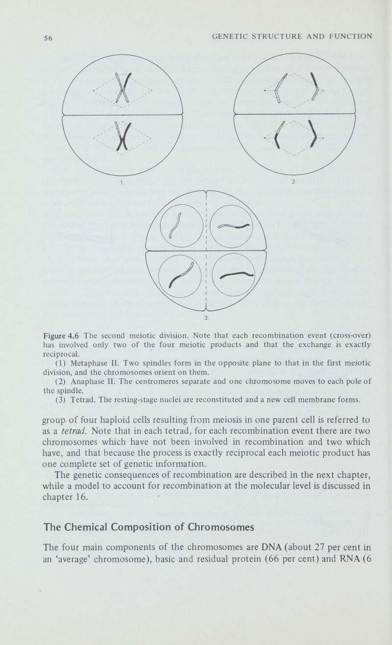 58 GENETIC STRUCTURE AND FUNCTION qualitatively and quantitatively, according to the cell type and its metabolic activity. The RNA is not a structural component of the chromosomes and although it is synthesised on the chromosomes most of it is transmitted to the cytoplasm where it will play one or other of the roles in protein synthesis. The chromosomal RNA and the residual protein may complex to form another nucleoprotein so that the simplest chemical interpretation of the chromosome is that it is a complex of the two kinds of nucleoprotein. The Structure of the Eucaryotic Chromosome Exactly how the nucleoproteins are organised into a chromosome is still one of the mysteries of molecular genetics. Whereas the procaryotic chromosome is a single molecular of nucleic acid visible only by electron microscopy, the eucaryotic chromosome is large enough to be visible under the light microscope, and at times even with a hand lens. Just how many molecules of DNA are contained in a eucaryotic chromosome is an open question. Electron micrographs of both interphase nuclei and metaphase chromosomes reveal long bumpy fibres, typically about 40 nm in diameter. At one time it was thought that each fibre was made up of two or four smaller fibrils, but more recent and better evidence suggests that these fibres are the basic units of chromosome structure and that each consists of a single DNA double helix tightly coiled inside a protein coat. For example, Ernest DuPraw found that when individual fibres from honey-bee chromosomes were treated with a weak solution of trypsin the protein coats were digested away leaving single trypsin-resistant strands with the dimensions of a DNA double helix. The examination of whole metaphase chromosomes by DuPraw did not reveal any division of the chromatids into half or quarter chromatids, and the absence of free fibre ends suggested that each chromatid consisted of one long fibre. The strongest evidence that the chromosome contains one long fibre, and so just one long length of DNA, comes from autoradiographic experiments first carried out by J. Herbert Taylor in 1957. The reasoning behind this experiment is similar to that used by Meselson and Stahl (chapter 2), the most important difference being that whereas the latter investigated the replication of molecules of DNA, Taylor studied the replication of whole chromosomes. He grew seedhngs of the broad bean, Vicia faba, in tritiated thymidine so that any DNA formed during repHcation was labelled. After eight hours, when the DNA was fully labelled, the roots were transferred to a normal medium containing colchicine; this prevents the formation of the spindle so that the chromosomes d'vide but not the cell. Thus, not only are the sister chromosomes retained in the same cell but the number of chromosomes present indicates the number of replication cycles that have occurred. The cells were stained and mounted on microscope slides in the usual way except that they were covered with a photographic emulsion sensitive to the beta particles emitted by the isotope. The preparations were stored in the dark, each beta emission exposing a spot on the