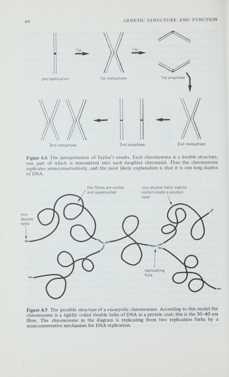 GENETIC STRUCTURE AND FUNCTION 16 8 ^ Figure 4.11 Polytenisation. Two homologous chromosomes pair and replicate repeatedly without separation of the daughter chromatids so building up a giant multistranded chromosome with 4, 8, 16, and so on up to 4096 separate strands. occurs at meiotic prophase. As the cells increase in size so the chromosomes repeatedly divide but without separation of the products of replication, so that a very thick polytene (literally, many stranded) chromosome, consisting of up to 4096 individual strands of chromatin, is gradually built up (figure 4.11). Each chromatin strand is 20-30 nm in diameter and is continuous throughout the euchromatic regions of the chromosome. The polytene chromosomes found in the sahvary gland cells are among the largest chromosomes known and may be up to 2 mm long, over 100 times the length of a somatic metaphase chromosome, and clearly visible with a hand lens (figure 4.12). 62 Figure 4.12 A polytene chromosome. Chromosome IV from a salivary gland cell of Drosophila melanogaster. This is the smallest of the Drosophila chromosomes and is only about 50 Mm long; it contains about 140 bands. The effect of polytenisation has been to increase the detailed structure of the chromosomes by several orders of magnitude, so that any minute differences in lateral structure of the basic chromatin fibres are enormously magnified. When the many hundreds of identical chromomeres (genes?) lie side by side in tliis way they form a well-defined band. These bands represent regions where the chromatin fibres are more tightly packed and they vary so much in their size and appearance that even a very short segment of a chromosome has a specific and identifiable pattern of banding. Thus any change in the structure of a chromosome is reflected in a change in the pattern of banding (see chapter 10), making it possible to associate particular genes with particular chromosome bands. In no instance has it been shown that more than one gene or group of closely related genes lies in any particular band, and there is a growing body of genetic evidence to suggest that each band corresponds to just one gene or to a group of closely related genes. Over 5000 bands have been identified in Drosop/zz/û—whether this number of genes is adequate for an organism of this degree of complexity remains to be seen; by way of comparison it is interesting to note that if the average gene is about 1000 nucleotide pairs long then the chromosome of E. coli could accommodate about 3000 genes.