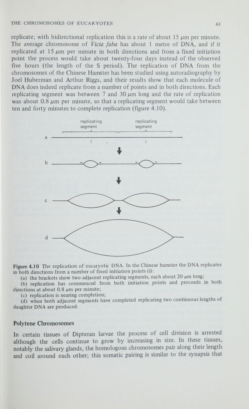 THE CHROMOSOMES OF EUCARYOTES 63 Summary of Key Points (1) In addition to DNA the eucaryotic chromosome contains protein and RNA; the most important proteins are the histones, which probably assist in packaging the DNA and in controihng gene action. (2) During most of the cell cycle the chromosomes are not visible as such and are spun out into long tliin filaments beyond the resolution of the light microscope; during tliis stage of the cell cycle the DNA replicates. (3) The cells divide by the process of mitosis. During mitosis the chromosomes contract and become visible and are seen to be divided into two chromatids. One chromatid from each chromosome passes into each daughter cell. This regular segregation of the chromatids is assisted by a protein structure, the mitotic spindle. (4) During gametogenesis a special type of cell division, meiosis, ensures that each gamete contains only one representative of each chromosome pair. This is achieved by there being two divisions of the cell accompanied by only one division of the chromosomes. (5) The chromosomes, like molecules of DNA, replicate semi-conservatively. (6) It is thought that the eucaryotic chromosome consists of one very long thread of DNA folded back and forth on itself and encased in a protein coat. (7) The DNA from eucaryotic chromosomes replicates in both directions from a number of initiation points. (8) Special technique described is the autoradiography of eucaryotic chromosomes.