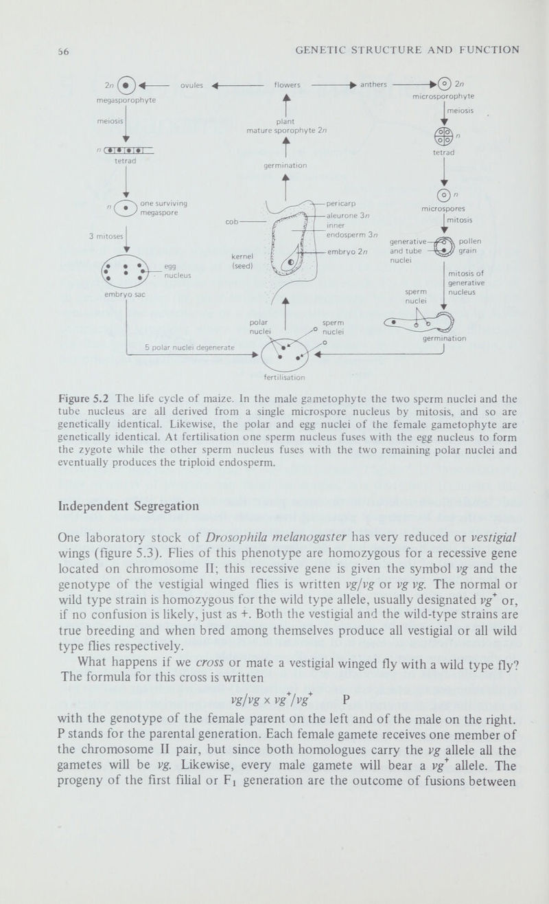 58 GENETIC STRUCTURE AND FUNCTION (a) vg'^/vg all of wild phenotype P gametes (b) vg'^/vg vg+/vg Fi xF, vg'^/vg'^ vg-^/vg vg/vg-^ wild phenotype vg/vg vestigial winged gametes expected ratio progeny observed progeny expected total progeny 3 763 753.75 1005 1 242 251.25 (c) or backcrossing the F ^ vg+/vg ) vg-^/vg wild phenotype expected ratio progeny observed progeny expected total progeny 1 1075 1159 vg/vg vg/vg vestigial winged 1 1243 1159 2318 gametes Figure 5.4 Independent segregation of a pair of alleles inZ)rosop/7z7a. Showing (a) the parental cross and how (b) a cross between two F, hybrids produces a 3 : 1 ratio of F2 progeny phenotypes and (c) the backcross produces a 1:1 ratio of progeny phenotypes. Also shown are the numbers of progeny flies observed in these crosses and the numbers expected assuming these ratios. Note that because of the laws of chance, exact ratios will only very rarely be observed and that the greater the number of progeny scored the better will be the agreement between the observed and expected numbers.