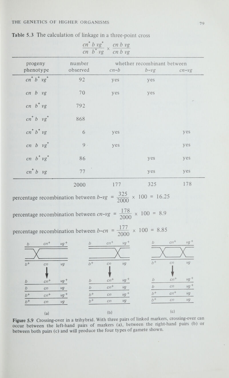 THE GENETICS OF HIGHER ORGANISMS 81 doubly recombinant. As a result, we have underestimated the percentage recombination between b and vg by twice the frequency of the b'*' cn^ vg and b cnvg^ gametes; that is 2X(6 + 9) X 100 = 1.5 per cent 2000 and the percentage recombination between b and vg should be 16.25 + 1.5 = 17.75 per cent. A partial linkage map of the four chromosomes oi D. melanogaster is shown in figure 5.10. Genetic Interaction In the examples described, the pairs of genes segregating have affected widely contrasting characters, shown complete independence in their action and each allelic pair has apparently affected only a single character. But the action of genes in a higher organism fits into a complex integrated network of developmental reactions so that it would be most unusual for a particular cell type, tissue or organ to be determined by the action of just one gene—it would be naïve to suppose that vg is the only locus concerned with wing development in Drosophila. Furthermore, some genes will have a pleiotropic effect on the phenotype and will affect a number of sometimes apparently unrelated characters—in chordates a mutation which affects the formation of bone may influence the formation of the entire skeletal system and, in turn, this may indirectly affect the development of other organs in the body by, for example, abnormally constricting the space in which an organ must develop. The formation of pigment in maize illustrates the interaction of several genes in the simplest possible way. Pigmentation in the Aleurone of Maize Many genes are involved in the formation of anthocyanin pigments in the aleurone, but there are four basic genes that must be present if any pigment is to form. These are Ai (located on chromosome 3),^2 (on chromosome 5), С (on chromosome 9) and R (on chromosome 10). When these four dominant genes are present the aleurone is normally red, but in the presence of a further Figure 5.10 A partial linkage map of Drosophila melanogaster. The map shows the location of some of the better known mutants of Drosophila melanogaster. The map distances are expressed in units of percentage recombination from one end of each chromosome. Note that any pair of markers more than 50 map units apart wLU assort independently and so appear to be unlinked and that maps with distances of over 50 units can only be constructed from a series of crosses. Using, for example, markers on chromosome II, a three-point cross can establish the order du-\^-d-\l-b and another cross the relationship d-\l-b-2%-c. Combining these maps we get du-\^-d-\l-b-2^~c\ du and с are said to be 63 map units apart, the sum of the separate map distances between each intervening pair of markers. GSF-4