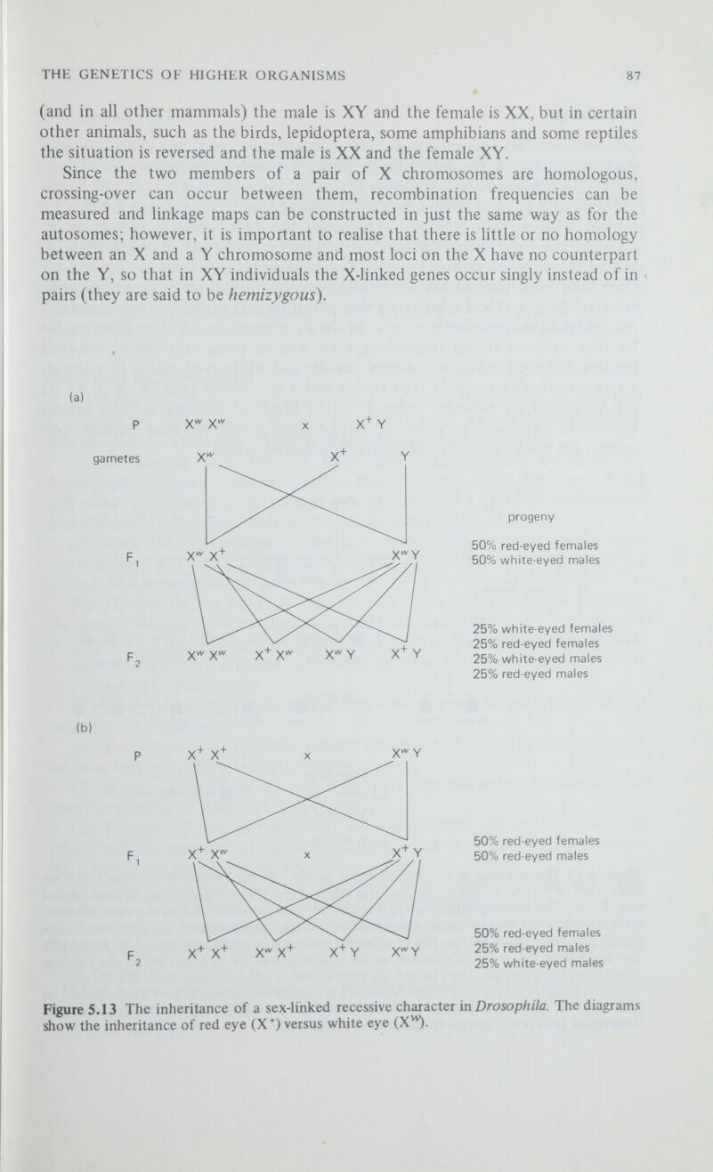 THE GENETICS OF HIGHER ORGANISMS 89 Sex Linkage in Man One of the best-known examples of a sex-linked recessive character in man is haemophilia A, bleeders' disease (figure 5.14). The gene responsible, X^, is quite rare and it is mainly transmitted by heterozygous carrier females (X^ X^). When a carrier female marries a normal male (X^ Y) one quarter of their children will be haemophiliac sons (X^ Y) and one quarter will be carrier daughters; most of the affected sons will die comparatively young because of the severity of the condition. Affected females are extremely rare as they must have both an affected father and either a carrier or an affected mother; the result is that the character appears to be transmitted through the females of one generation to the males of the next generation. Summary of Key Points (1) Since the chromosomes occur in pairs, so must the genes they carry, and at meiosis the two members of each pair of genes will segregate independently into the gametes (Mendel's Principle of Independent Segregation). (2) At meiosis each pair of homologous chromosomes segregates in¬ dependently of every other pair. Thus a pair of alleles on one chromosome pair will assort independently of another pair of alleles on a different chromosome pair (Mendel's Principle of Independent Assortment). (3) Since the chromosome is the unit of segregation, genes on the same chromosome will always segregate together unless they are separated by recombination occurring between them. (4) The greater the distance between two genes on the same chromosome, the greater will be the frequency of recombination between them. This makes it possible to construct linkage maps showing (i) the positions of the genes relative to each other, and (ii) the genetic distances between the genes expressed in units of percentage recombination. (5) The percentage recombination can never exceed 50 per cent as this is independent assortment. (6) Recombination is a very precise process; each event is reciprocal and involves only two of the four products of meiosis. (7) Many characters are controlled by more than one gene pair, the different genes interacting to produce the phenotype. (8) Because of the precise way in which genes segregate, assort and recombine, the outcome of a genetic cross can often be predicted as an expected ratio among the progeny phenotypes. (9) Some characters do not segregate into discrete classes but show continuous variation—such characters may be determined by very many pairs of genes each with a very small but additive effect; these polygenes segregate and recombine in the same way as the other genes but they cannot be studied by the same methods. (10) In most animals sex is determined by a special pair of sex chromosomes. Genes located on these chromosomes do not assort independently of sex and are said to be sex-linked.