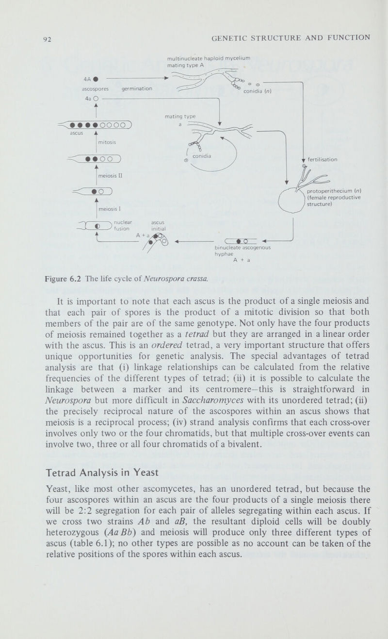 94 GENETIC STRUCTURE AND FUNCTION Let us consider the cross Ab x аВ and assume that the Л and В loci are on the same chromosome and Hnked. A parental ditype (PD) ascus results when there is no crossing over between the A and В loci or when there is a two-strand double cross-over—that is to say, when there are two independent cross-overs involving the same pair of chromatids (figure 6.3). A non-parental ditype ascus (NPD) requires all the spores to be recombinant and is the result of a four-strand double cross-over—when there are two independent events each involving a different pair of chromatids. A tetratype (T) ascus arises if there is a single cross-over or a three-stand double cross-over, when two independent events involve three of the four chromatids. Each T ascus contains two and each NPD ascus contains four recombinant chromatids so that the total number of recombinant chromatids is 2T + 4NPD = 2(T + 2NPD), where T is the number of tetratype asci, and so on, and the total number of chromatids is 4(T + PD + NPD). The percentage recombination between and В is number of recombinant chromatids total number of chromatids 100 2(T + 2NPD) 4(T + PD + NPD) X 100 ViT + NPD T + PD + NPD X 100 Note that the T asci tell us nothing about linkage as they contain two recombinant and two non-recombinant chromatids just as with independent Table 6.2 Independent assortment and linkage in Saccharomyces Data collected by Lindegren for two crosses: py. pyridoxine requirement; th: thiamine requirement;^. galactose non-utilisation; Л.' mating type.