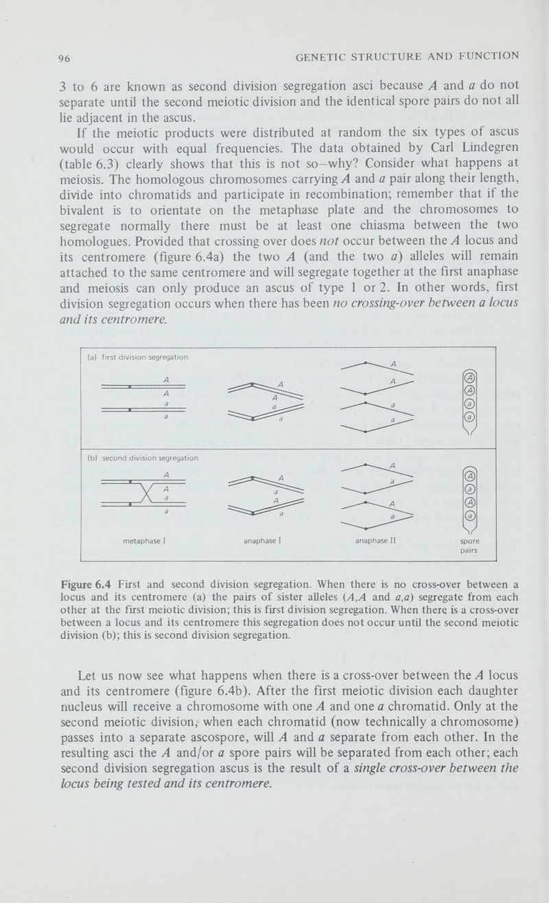 98 GENETIC STRUCTURE AND FUNCTION one in three chance that the В chromatid (first division segregation) and a two in three chance that a b chromatid (second division segregation) will segregate into space 2. Therefore, if there is independent assortment between a marker and its centromere 66.6 per cent of the asci will show second division segregation, and the percentage recombination value will be half this, or 33.3 per cent. Table 6.4 Independent assortment in Neurospora crassa Asci showing second division segregation for: 60 3 1 3 67 A-a 6 3 1 3 13 Numbers of spore pairs: Lindegren's data on the segregation of fluffy (f) vs normal (/) mycelium and A vs a mating types in the cross f* A xf a. Independent Assortment We will now consider two crosses involving the segregation of two pairs of alleles. Table 6.4 shows the data collected by Lindegren from a cross between a wild type strain of mating type A and a strain with 'fluffy' mycehum and of mating type a (f A x f a). Although there are 6 x 6 or 36 different types of asci