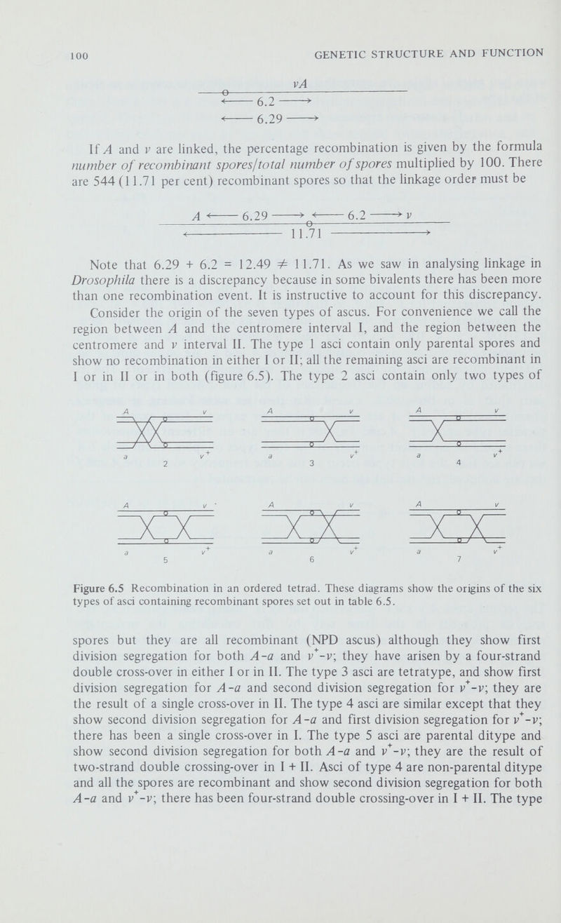 102 GENETIC STRUCTURE AND FUNCTION thirty-six in И but only thirty-six between A and v*. Hence, the percentage recombination between Л and / has been underestimated by X 100 = 0.77 per cent 1161x4 and A < 6.28 » ^ 6.2 ^ ^ 12.48 ^ 11.71+0.77^ ^ 12.48 In this example the percentage recombination was underestimated but the bias could have been towards an overestimate had the proportion of type 2 to types 5 and 7 asci been greater. Table 6.6 How the percentage recombination between A - v* has been underestimated. Numbers of chromatids scored as recombinant between Extra-Chromosomal Inheritance In chapter 2 we noted that although most of eucaryotic DNA is localised in the chromosomes there are certain exceptions, notably the DNA of mitochondria and chloroplasts. This DNA forms separate cytoplasmic genetic systems which are replicated and transmitted independently of the chromosomes and so any characters that are determined by genes on tliis cytoplasmic DNA will show non-Mendehan inheritance. These cytoplasmic genetic systems appear to be largely independent of the chromosomal DNA, and not only does each organelle (for example, mito¬ chondrion or chloroplast) have its own molecules of duplex DNA, usually in the form of closed circles, but it also has its own DNA and RNA polymerases, ribosomes and transfer RNAs—thus the genetic information on this organellar