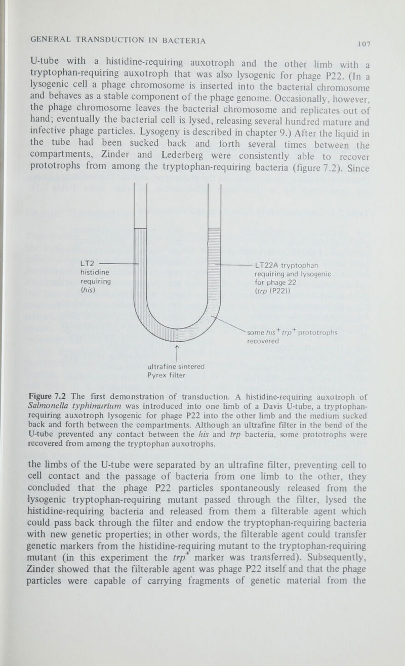 GENERAL TRANSDUCTION IN BACTERIA 109 or S (resistance or sensitivity). All gene symbols are italicised. Similar symbols in roman type, with .the first letter capitalised, are used to refer to the phenotype-thus any ^histidine-requiring auxotroph can be designated His and any prototroph as His^. The formula for a transduction is written hisC8 (x) trpDlO with the genotype of the recipient strain on the left and separated from the genotype of the donor strain by the symbol (x), indicating 'transduction'. Note that wherever possible the symbols for the corresponding wild type genes are omitted, but if required they are designated hisC8*, trpDlO^ or by just a plus sign alone. General Transduction Transduction, the transfer of a small piece of bacterial chromosome from one bacterial cell to another by a phage particle, has been described in many different bacteria, incXuámg Shigella, Pseudomonas, Staphylococcus, Proteus and Bacillus subtilis, but it has been most extensively used to analyse the genetic fine structure of the Escherichia coli and Salmonella typhimurium chromosomes. In the laboratory transduction is carried out in two stages; first a bacteria-free suspension of phage is prepared by growing phage on a suitable donor strain and, second, these phages are used to infect a genetically different recipient strain and genetic recombinants, called transductants, selected by plating the infected recipient cells on a suitable selective medium. The description that follows outhnes the process of P22-mediated trans¬ duction in Salmonella typhimurium, and it must be remembered that in other systems, such as transduction by phage PI in E. coli, the details of the process will differ. In S. typhimurium transducing phage is prepared by infecting about 10® donor bacteria with about 10^ phage particles; after the phage has replicated and the donor cells have lysed any bacterial debris is removed by centrifugation and the remaining supernatant shaken with chloroform to kill any surviving bacteria. During the lytic growth of the phage in the donor cells the bacterial chromosomes appear to break up into many small fragments, each of which then becomes incorporated into a phage coat instead of a molecule of phage DNA (this is called the 'wrapping-choice' theory). Although a good phage preparation may contain as many as 10^^ particles per ml, only a small proportion of these will contain bacterial DNA and so be able to effect general transduction. Next, the phage preparation is used to infect a population of recipient cells, usually at multiphcity of infection between 0.1 and 5, and the mixture plated on selective medium. (Multiphcity of infection, M.O.I., is the ratio of phage to bacteria; if the M.O.I, is 5 then, on the average, each bacterium is infected with five phage particles.) Figure 7.3 illustrates transduction when a phage grown on a wild type {leu*^ donor is used to infect a leucine-requiring {leu ) recipient, and the transduction mixture plated on minimal medium. After 2-3 days' incubation, many leucine-independent colonies are found growing on