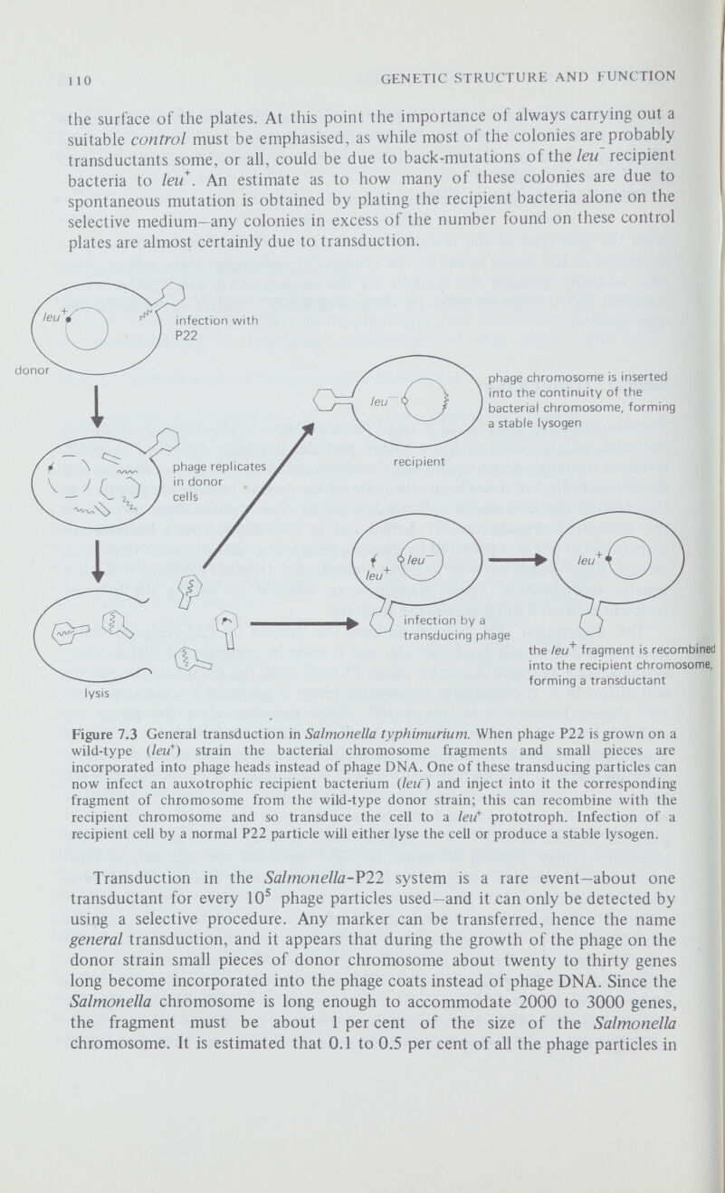 112 GENETIC STRUCTURE AND FUNCTION ducing particles carrying the leu^ donor genes and so about 1500 leu recipient bacteria actually receive a fragment of chromosome including г leu'*' gene. Thus only a comparatively small proportion, usually about 10 per cent, of the leu^ genes that are introduced into the recipient cells are actually recombined into the recipient chromosomes to produce complete transductants. The remaining cells give rise to abortive transductants, and although the fragments of donor chromosome are neither able to recombine with the recipient chromosome nor to replicate they are, nevertheless, capable of catalytic activity. Each of these cells is effectively diploid for the leu region of the chromosome so that the defect in the recipient chromosome, which is unable to specify one of the enzymes necessary for the synthesis of leucine, can be compensated by the corresponding leu^ gene carried on the fragment of donor chromosome (see figure 7.6a); as a result, the abortively infected cell is able to produce all the enzymes required for leucine synthesis and, in turn, to divide. When this cell divides the donor fragment, because it is unable to repHcate, is inherited by just one of the two daughter cells; this process occurs again and again so that the fragment is inherited along a single cell line—this is called unilinear inheritance (figure 7.5). Each of the daughter cells that does not receive a fragment is unable to synthesise any new enzyme but it will still contain a small amount of residual enzyme, sufficient to enable the synthesis of enough leucine to support one or two further cell divisions. The products of these divisions (figure 7.5, white arrows), together with the single cell containing the fragment of donor chromosome, form a minute abortive transductant. Figure 7.5 Abortive transduction. If, for example, a leu~ recipient cell receives a leu* iragment and this fragment does not recombine with the bacterial chromosome, an abortive transductant can result. The infected cell, since it contains a leu* gene, can divide but the fragment does not replicate and is passed into only one of the two daughter cells (large black arrows); the other daughter cell will contain some residual leu* gene product and be able to divide again (white arrows). The process is repeated and the fragment is passed along a single cell line. An abortive transductant consists of the cells indicated by the white arrows, which cannot divide further, and the single cell containing the fragment. p <1 / \