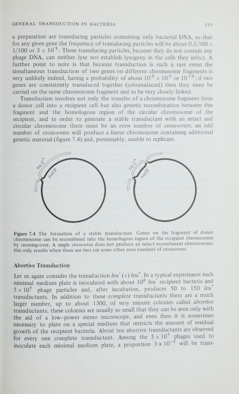 GENERAL TRANSDUCTION IN BACTERIA ИЗ Transduction Analysis in Salmonella typhimurium Until quite recently it was thought that the gene could not be split by recombination and that crossing-over could only occur between genes, but this is not so and most crossing-over, it not all, occurs within the genes themselves. The reason for this misconception was that most of the early mapping experiments were carried out with higher organisms such diS Drosophila, so that the very rare cross-overs that occur between two extremely closely linked sites within the same gene could only have been detected by the examination of very large numbers of progeny. Although crossing-over between alleles (that is, within a gene) was first demonstrated in Drosophila in 1940, it was not until the development of new selective techniques in micro-organisms enabled the rapid screening of very large numbers of progeny that it became generally recognised that the gene consists of a large number of sites, which are the units not only of recombination but also of mutation. Each site corresponds to a nucleotide pair in the DNA molecule making up that gene, so that there are as many sites within a gene as there are nucleotide pairs—1000 to 1500 for an 'average' gene. Genetic analysis has two primary purposes. Firstly, it determines whether independently isolated mutations affecting the same character are due to mutations at different sites within the same gene or whether they are due to mutations witliin different genes and, secondly, it seeks to arrange a number of different mutant sites into a linear order or Hnkage map. When the mutant sites being tested are so closely linked on the bacterial chromosome that they are carried on the same transducing fragment, transduction is a very powerful tool for genetic analysis; it is so sensitive and has such a high resolving power that it enables the detection of recombination between adjacent nucleotide pairs within the same codon (page 211). However, when the genes are carried on different fragments of donor chromosome transduction analysis becomes of limited use. Complementation Analysis Complementation is a simple genetic test used to determine whether two independently isolated mutants are mutant within the same gene (that is, are allelic) or mutant within different genes (that is, non-allelic); it is a standard test that can be used whenever it is possible to put the two mutant chromosomes together in the same cell. In effect, complementation involves the synthesis of art artificial diploid or partial diploid and abortive transduction is just one of the ways that this can be achieved. If we carry out a transduction between a leuA mutant and the wild type {leuA (x) leiiA^ we recover many complete leuA^ transductants and a much larger number of abortive transductants—the latter grow because the defect in the mutant leuA gene is compensated by the fully functional leuA gene on the fragment of donor chromosome (figure 7.6a). In just the same way a transduction between two leucine-requiring strains that are mutant in different genes (for example, leuA (x) leuB) will yield both complete and abortive transductants. In this transduction the abortive transductants arise because the GSF-5