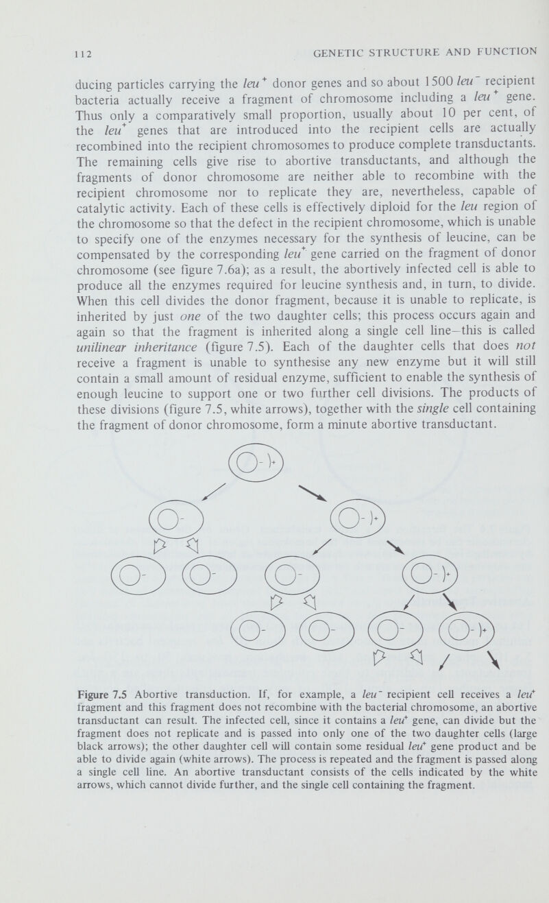 114 GENETIC STRUCTURE AND FUNCTION Figure 7.6 Complementation tests. (a) An abortively infected leuA recipient cell that carries a fragment of donor chromosome carrying a leu* gene can form an abortive transductant as the leu* gene on the donor fragment will produce the gene product missing in the recipient. (b) When a leuA recipient carries a fragment of donor chromosome mutant in leuB an abortive transductant can still form. Complementation occurs as the gene product missing in the recipient is specified by the corresponding wild-type gene on the donor fragment and vice versa. (c) When both the recipient chromosome and the donor fragment are mutant in leuA neither can produce leuA* gene product and an abortive transductant cannot form. mutations are in different functional genes and thè partially diploid cell is phenotypically wild type (figure 7.6b). Pairs of mutants which make good each other's defects in this way are said to complement. However, in a transduction between two different leuA mutants recombination can still occur and produce wild type complete transductants but since the abortively infected cells do not contain a functional leuÁ gene they are unable to synthesise leucine and no abortive transductants can form (figure 7.6c). Thus the occurrence of a complementation, here shown by the presence of abortive transductants, indicates that the two mutations involved are in different genes, while the absence of complementation suggests (and no more) that they are in the same gene. The results of some complementation tests using abortive transduction are shown in table 7.2. Table 7.2 Abortive transduction and complementation Donor When the mutations in the donor and recipient strains are in different genes, complementation occurs and abortive transductants are recovered (+). When the mutations are in the same gene, no abortive transductants are found (-). Note that leuCD39 does not give abortive transductants with either leuC126 or leuD128, suggesting that this mutation involves both the leuC and leuD genes.