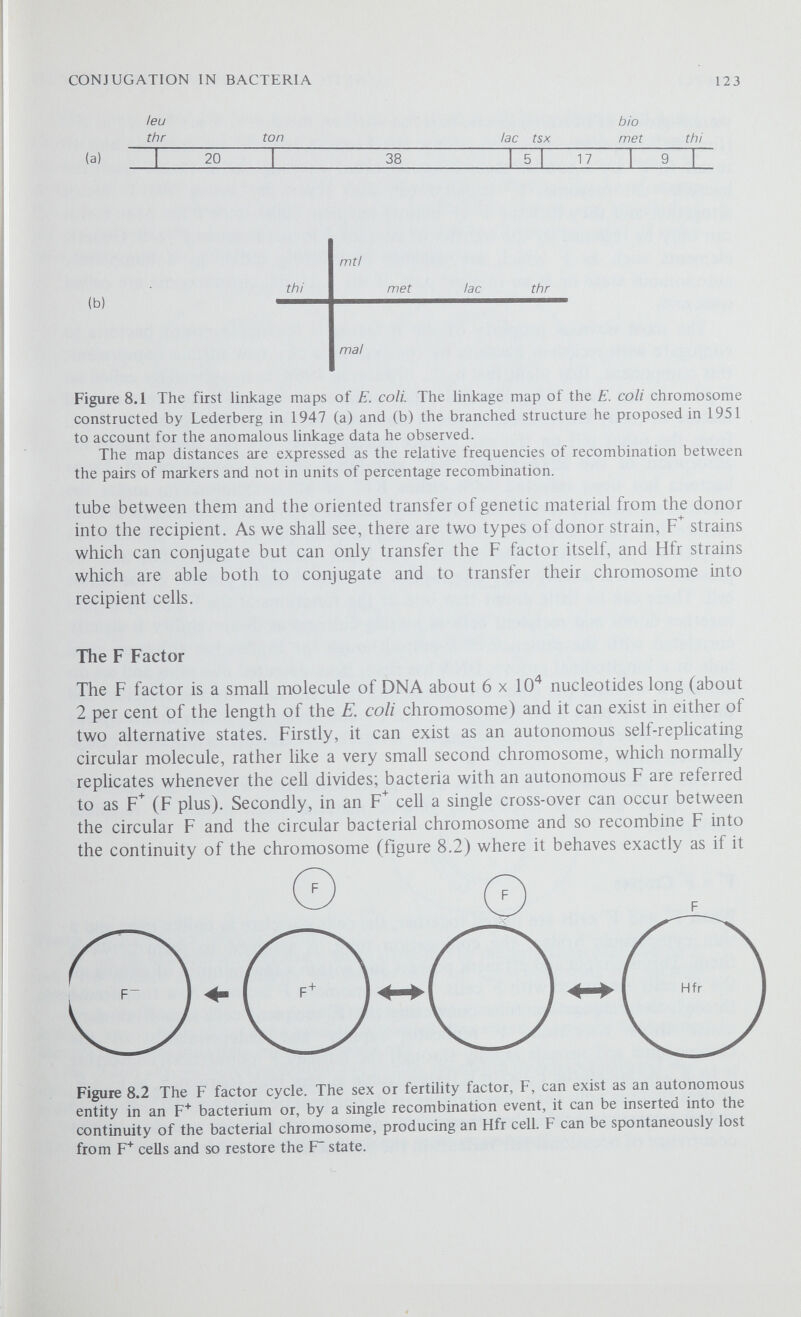 CONJUGATION IN BACTERIA 125 Very soon after the discovery of F and F strains, William Hayes and Luigi Cavalli independently isolated donor strains which, in crosses with F~ strains produced several hundred times more genetic recombinants than any known F strain. They called these strains Hfr (High-frequency recombination) and it was the subsequent analysis of these Hfr strains by Wollman, Jacob and Hayes that led to our understanding of the mating process and to the development of quite new techniques for mapping the bacterial chromosome. о Figure 8.3 An Hfr x F cross in E. colt (1) An Hfr cell with an integrated F factor (indicated by the wavy lines) pairs with an F~ cell. The double circle represents the double helix of DNA comprising the bacterial chromosome. (2) A conjugation tube forms and the Hfr chromosome commences to replicate from an initiator site (i) close to the point where F is inserted. One strand of parental DNA passes through the conjugation tube into the recipient cell. (3) During the process of replication and transfer the mating bacteria separate and an F merozygote or partial diploid is formed. A complementary strand of DNA is probably synthesised in the F cell. (4) Recombination occurs between the F~ chromosome and the fragment of chromosome introduced from the Hfr to produce a stable recombinant.