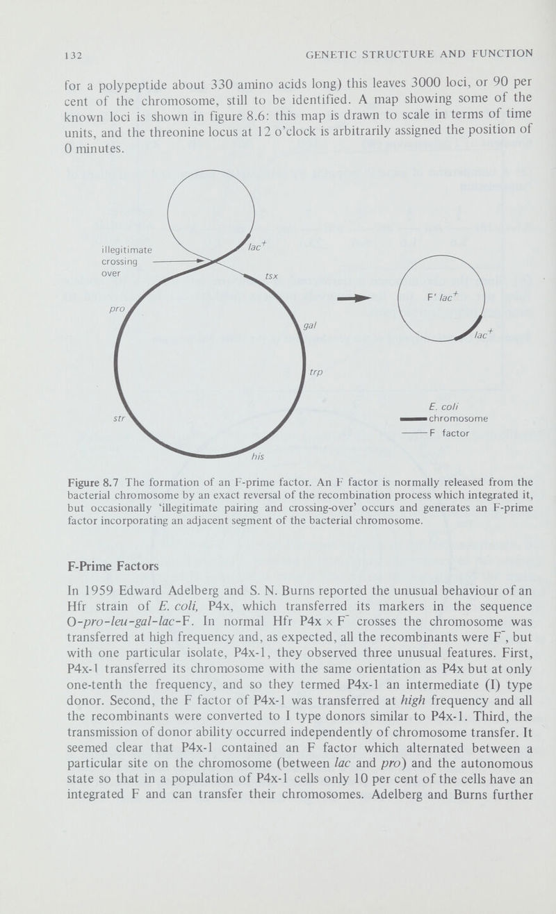 GENETIC STRUCTURE AND FUNCTION The sex factor of E. coli can be transfered not only into other species of Escherichia but also into species of Shigella and into Salmonella typhimurium. Both Hfr and F' strains of Salmonella have been isolated and have enabled the construction of a linkage map very similar to that of E. coli. Other systems of conjugation have been discovered in Pseudomonas and Serratia. Summary of Key Points (1) Strains of E. coli carrying the sex factor episome (F) are able to conjugate with F' strains not carrying the episome. In F strains, where F is autonomous, only F itself is transferred from the donor to the recipient but in Hfr strains, where F is integrated, the bacterial chromosome is transferred. (2) The transfer of the bacterial chromosome from an Hfr to a F cell is an oriented process and the order of the genes along the Hfr chromosome can be determined from the order in which they enter the F~ cell. This method is very suitable for analysing the gross genetic structure of the bacterial chromosome but is of very limited use for fine structure analysis. (3) Different Hfr strains have F integrated at different points around the bacterial chromosome and this determines which marker is the first to be transferred and the direction of transfer of the donor chromosome. (4) When F is excised from the bacterial chromosome it sometimes incorporates into its structure one or more bacterial genes. This F-prime factor is transferred and inherited like F but always transfers the attached bacterial genes with it. F' factors can be used to construct partial diploids which enable the functional relationships between genes to be examined.