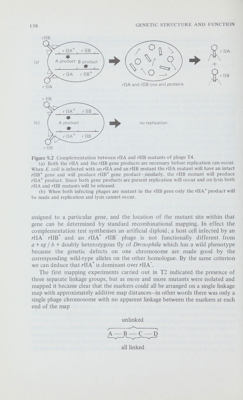 140 GENETIC STRUCTURE AND FUNCTION tails and tail fibres but no phage heads are synthesised (note that in recent years phage geneticists have tended to designate phage genes by numbers rather than by symbols). Figure 9.3 A functional map of the T4 chromosome. The outer circle represents the phage chromosome and the heavy bars the relative positions of some of the eighty genes that have been identified. By infecting host cells with conditional lethal mutants (using restrictive conditions) and examining the lysates any missing phage components can be identified. Note how genes with related functions tend to be clustered together-this is particularly so vdth the genes controlling the early functions, the synthesis of DNA. The picturegrams show the phage components that are present in the lysates and the legends identify the particular stage in assembly that is blocked. The amber and temperature sensitive mutants can be assigned to particular genes by complementation tests in just the same way that rll mutants can be placed within either the rllA or rllB genes. Robert Edgar and WiUiam Wood have further shown that some pairs of mutants defective in the production of different morphological components can complement each other in vitro\ for example, if the lysates from cells abortively infected by mutant 23 (no heads) and mutant 27 (no end plates so that the tails are incomplete) are mixed