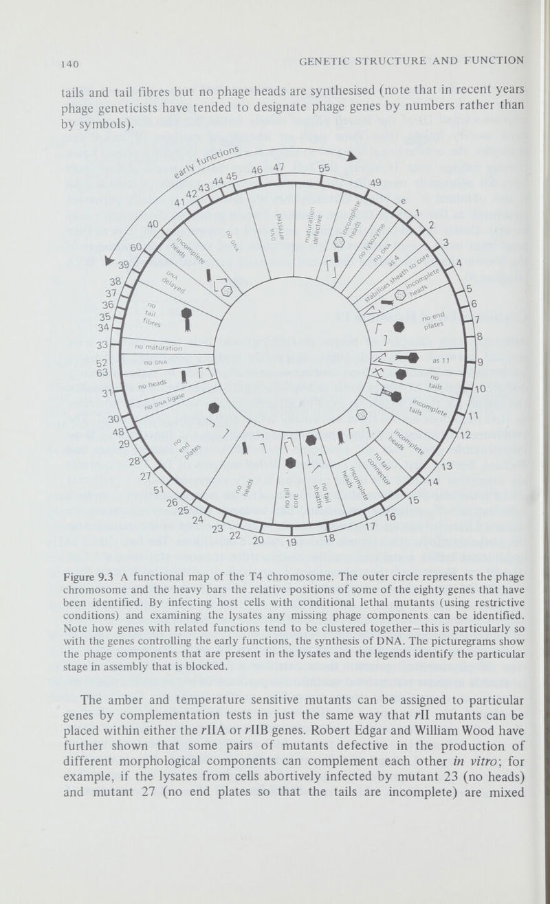 142 GENETIC STRUCTURE AND FUNCTION together and incubated then complete infectious particles are produced by the assembly of the tails from mutant 23 and the heads from mutant 27 (figure 9.4). In another series of experiments they found that if a lysate of mutant 13 (containing unassembled heads, tails and tail fibres) was mixed with normal heads then complete particles were assembled; since this assembly did not occur when the lysate was mixed with normal tails (figure 9.4b) gene 13 must control a stage in the completion of the phage heads and this step must be carried out before the heads and tails can be assembled. From these experiments it was seen that the assembly of T4 particles (that is, maturation) proceeds along a precisely defined morphogenetic pathway (figure 9.5) and, for the most part, that a late DMA maturation precursors Figure 9.5 Morphogenesis in phage T4. Morphogenesis is a highly ordered process. The heads, tails and tail fibres are assembled sequentially along three separate and converging pathways and a late step cannot normally be effected until all the previous steps in assembly have taken place. The completed heads and tails unite spontaneously, and then—only then-are the tail fibres added. The genes known to encode structural proteins are shown in bold type; some of the remaining genes may also code for structural proteins but most are involved in the assembly process. step in assembly can only be carried out if all the preceding steps have already been carried out. The genes which encode the phage structural proteins and which control the morphogenetic process are called the 'late' genes, while the genes concerned with producing the enzymes necessary for the replication of the infecting phage DNA are the 'early' genes; since the late genes can only function after the DNA has replicated their expression is clearly dependent upon the correct functioning of the early genes.