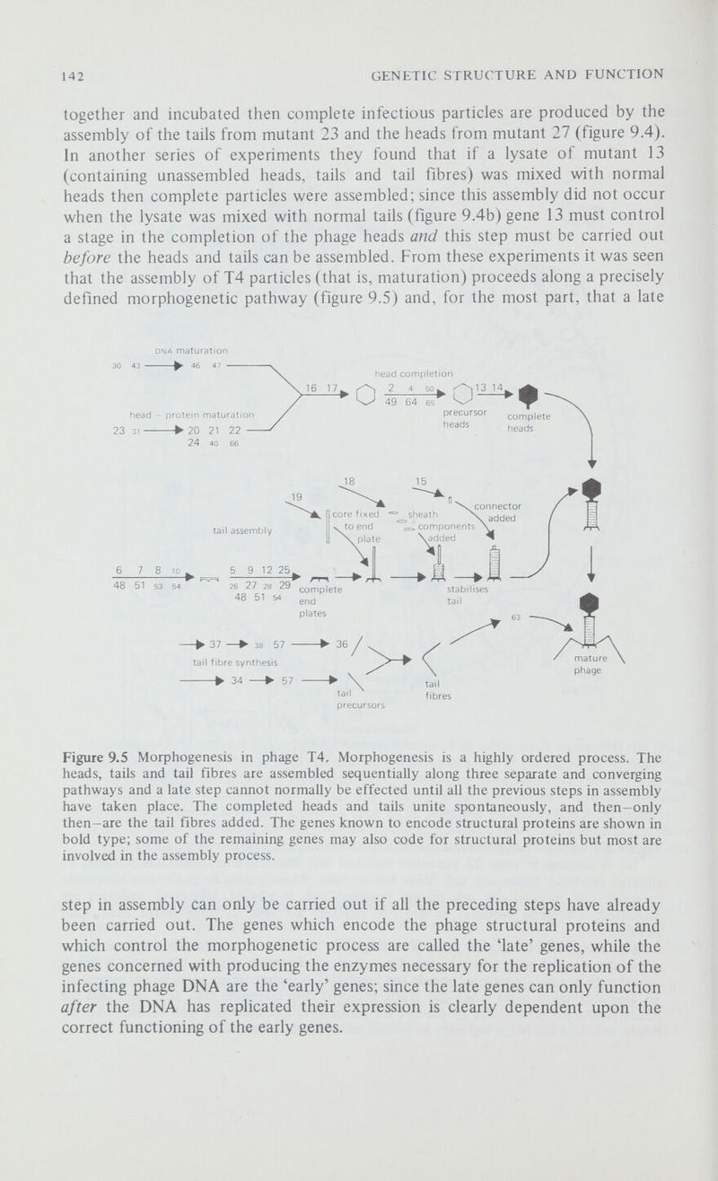 144 GENETIC STRUCTURE AND FUNCTION the probability of this occurring is about 10 ^ per bacterium per generation for a typical X lysogen. This transition from lysogeny to the lytic state can also be induced in up to 90 per cent of the cells in a population of X lysogens by treating the bacteria with ultraviolet light or certain chemical compounds; this treatment destroys or inactivates the c\ repressor and so allows the prophage to leave the bacterial chromosome and to commence replicating. The life-cycle of a temperate phage is summarised in figure 9.6. bacterial chromosome phage chromosome loss of prophage (curing) replication Figure 9.6 The life cycle of a temperate bacteriophage. On infection, the phage genome can either replicate out of hand and produce mature phage (the lytic response) or it can integrate into the bacterial chromosome (the lysogenic response). The integrated prophage can be induced to enter the lytic cycle or it may be spontaneously lost, segregating a sensitive bacterial cell. X was first discovered in 1951 by Esther Lederberg and during the following few years many mutants were isolated and mapped; these experiments, performed as for T2 and T4, revealed a single linear linkage group. At this time it was generally thought that prophage was not associated with the bacterial chromosome and was inherited as an extra-chromosomal element but several experiments soon indicated that this was not so. First, in 1953, the Lederbergs