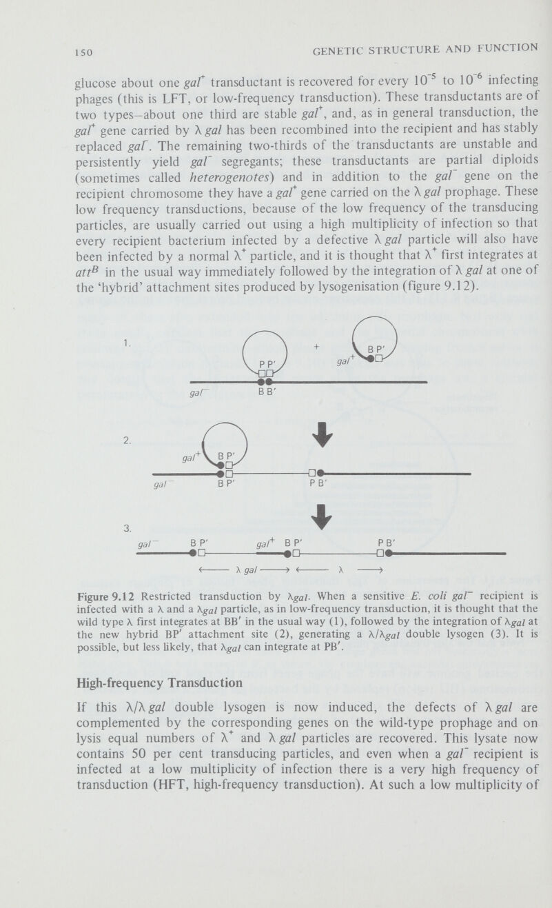 152 GENETIC STRUCTURE AND FUNCTION not all Plasmids are episomes). The S. typhimurium phage P22, like X has a specific attachment site within the pro gene cluster and this phage, in addition to effecting general transduction, can also participate in the restricted transduction of the pro genes. Summary of Key Points (1) Recombination occurs between different phage mutants and linkage maps can be constructed with the distances between the markers expressed in units of percentage recombination. (2) Complementation, carried out by mixedly infecting a host cell with two different phage mutants, is a sensitive test to distinguish mutations that are in different functional units or genes. (3) Conditional lethal mutations can be isolated in all genes including those that specify essential phage functions. These mutations are lethal under one set of conditions but function normally under a different set of conditions; this makes it possible to study the physiological genetics of phage and the process of phage morphogenesis. (4) The synthesis and assembly of the phage components proceeds along a strictly defined morphogenetic pathway. (5) Temperate phages can establish lysogeny by recombining with a bacterial chromosome and becoming inserted into its continuity. This integration occurs between specific attachment sites on the phage and bacterial chromosomes. (6) When prophage is induced to leave the bacterial chromosome it occasionally incorporates into its chromosome some of the adjacent bacterial genes. The resulting phage particles can transduce these bacterial genes into sensitive recipient bacteria; this is restricted transduction. The formation of these transducing phages is very similar to the formation of F-prime factors (see chapter 8).