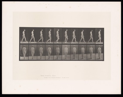 A naked woman walking. Collotype after Eadweard Muybridge, 1887.