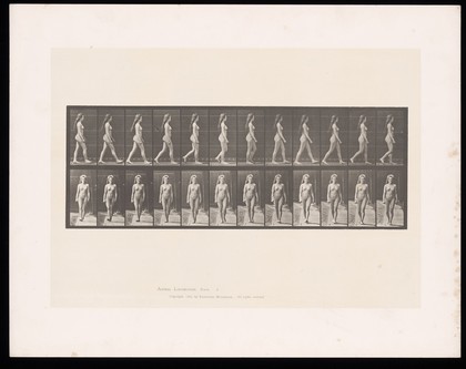 A naked woman walking. Collotype after Eadweard Muybridge, 1887.