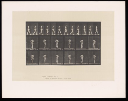 A woman walking wearing a back brace with a spinal indicator. Collotype after Eadweard Muybridge, 1887.