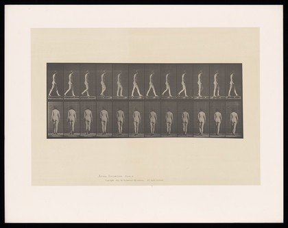 A naked woman walking. Collotype after Eadweard Muybridge, 1887.