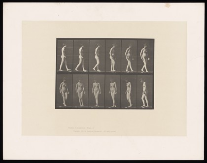 A naked woman walking. Collotype after Eadweard Muybridge, 1887.