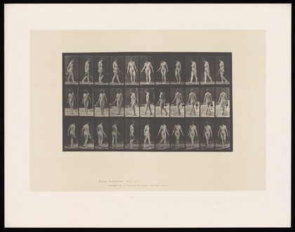 A naked woman walking. Collotype after Eadweard Muybridge, 1887.