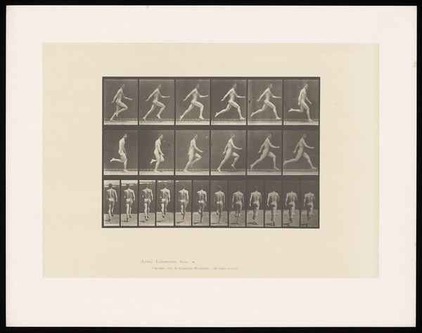 A naked man sprinting. Collotype after Eadweard Muybridge, 1887.