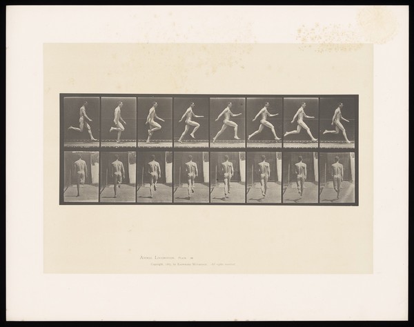 A naked man sprinting. Collotype after Eadweard Muybridge, 1887.