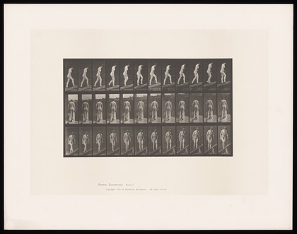 A naked woman walking up a slope wearing shoes. Collotype after Eadweard Muybridge, 1887.