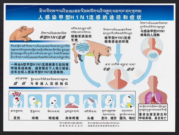 The transmisssion of H1N1 virus (swine flu) in Tibet. Colour lithograph, 2009.