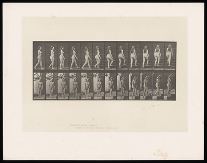 A naked woman turning and walking up steps. Collotype after Eadweard Muybridge, 1887.