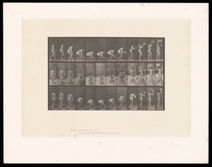 A naked woman picking up a basket from the ground and placing it on her head. Collotype after Eadweard Muybridge, 1887.