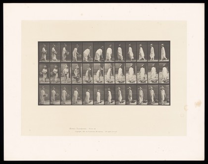 A clothed woman bending to place a basket on the ground, turning and walking away. Collotype after Eadweard Muybridge, 1887.