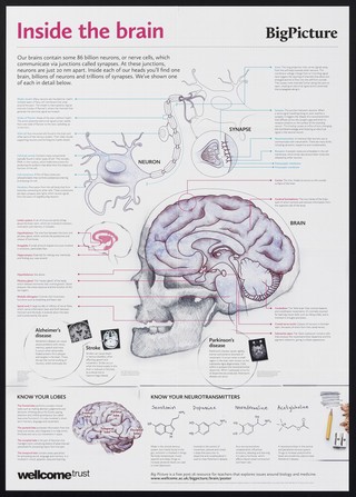Inside the brain / Wellcome Trust.