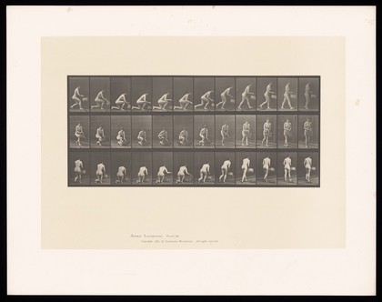 A naked woman carrying a basket in her left hand kneels on her left knee, takes a cloth out of the basket, rises and moves the basket to her right hand as she walks away. Collotype after Eadweard Muybridge, 1887.