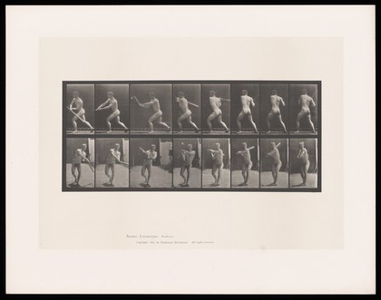 A naked man stands, legs well apart, his torso turning as he swings a baseball bat around his body to hit a ball. Collotype after Eadweard Muybridge, 1887.