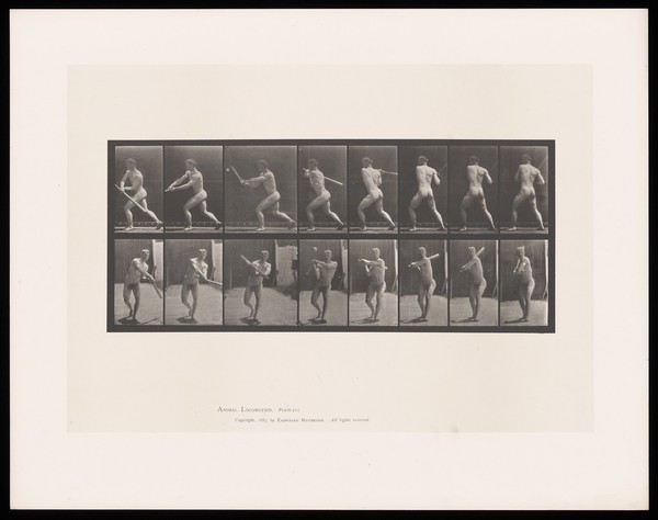 A naked man stands, legs well apart, his torso turning as he swings a baseball bat around his body to hit a ball. Collotype after Eadweard Muybridge, 1887.