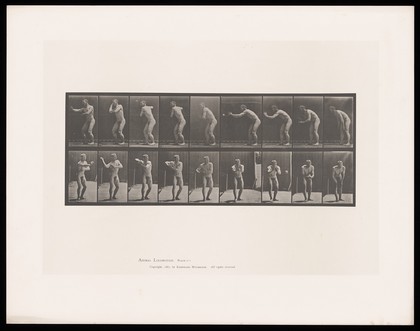 A naked man catches a ball thrown to him and throws it back. Collotype after Eadweard Muybridge, 1887.