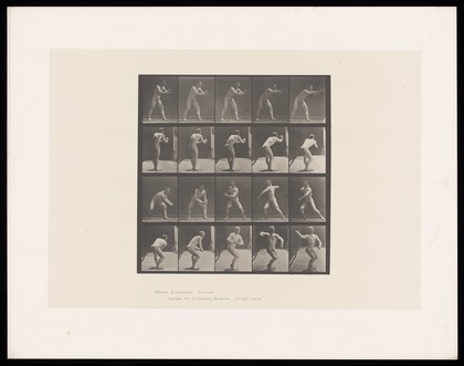 A naked man stands, bending slightly fowards, hands stretched out in front of him. He catches a ball to his left side, straightens and turns to his right side to throw it back with his right hand. Collotype after Eadweard Muybridge, 1887.