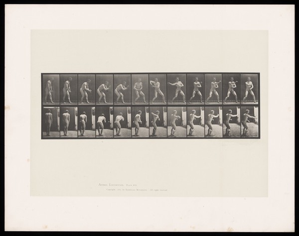 A naked man stoops slightly to catch a ball then throws it back with his right hand. Collotype after Eadweard Muybridge, 1887.