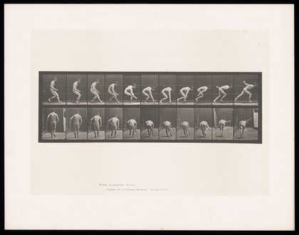 A naked man wearing a hat runs, stoops to pick up a ball with his right hand and runs on. Collotype after Eadweard Muybridge, 1887.