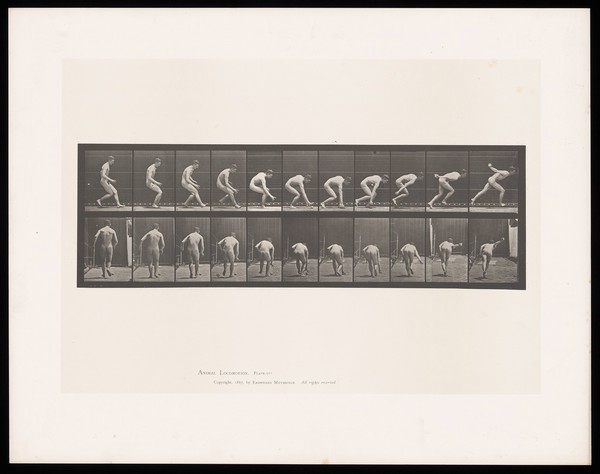 A naked man wearing a hat runs, stoops to pick up a ball with his right hand and runs on. Collotype after Eadweard Muybridge, 1887.