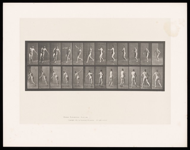 A naked man runs up to a set of cricket stumps, pauses, turns and throws a ball with his right hand. Collotype after Eadweard Muybridge, 1887.